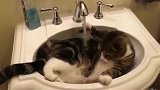 猫咪手欠，自己打开了水龙头，结果悲剧了