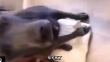 大哥你别哭了，哭得我脑瓜仁子生疼