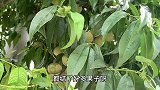 让人羡慕的农村田园生活，院里种满瓜果蔬菜，随吃随摘真新鲜啊