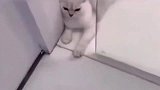 猫咪, 看吧, 我就知道这门奈何不了我