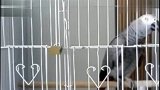 寂寞的小灰突然想起小猪，小猴哥哥守护我吧
