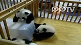 熊猫宝宝试图逃离的婴儿床