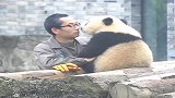 熊猫：温馨唯美的画面，我最爱的奶爸