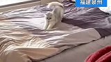 女生洗好被子猫咪帮铺床，前脚扒拉平整后脚立马复原