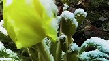 高原绿绒蒿，雪山花王