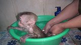猴哥大喊待遇不公，为什么只给猴弟洗澡，要一起享受！