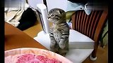 [搞笑]猫咪等待开饭时候的表情太萌了