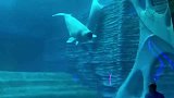 海豚抢个镜头不过分吧