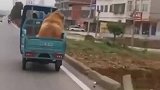 这主人要是去养猪，那绝对是养猪能手