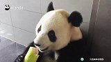 治愈食欲不振最佳视频