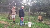 大狮子望着饲养员意味深长，没等饲养员反应过来，就直接扑过去了