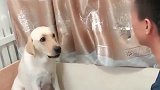 看到主人要打孩子，狗妈妈竟挑衅主人：你敢再打一下试试