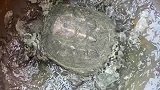气温骤降乌龟冻成冰渣，经过冰火两重天后“活了
