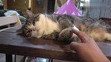 猫咪我现在心情非常不好，不要打扰我，不然后果很严重