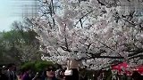 旅游-上海最美的一株樱花