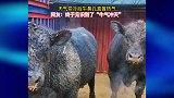 天气变冷后牛鼻孔直冒热气