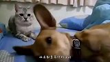 小奶狗被白猫误当成老鼠，发现真相的猫咪直接给了狗子一拳！