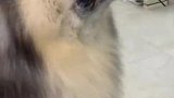 喜欢吃冰激凌的阿拉斯加犬，大憨憨不愧是雪橇犬