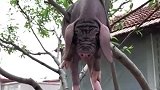 难怪猪圈里少了一只猪，出门一看我笑了，这是怎么上去的
