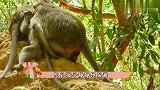 怀孕的母猴成功诞下了小猴,下一秒看哭,太让人心疼