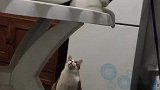 黄猫：你咋跑桌子上去了，一点也不爱干净！