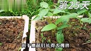 如何用绿豆种出绿豆？2分钟教会你，邻居看了都想学