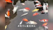 重庆观音桥投放新鱼苗，此前锦鲤遭投毒大量死亡，公园：水已排净换新