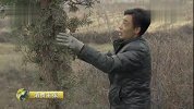 家乡的年味儿——关公故里 花馍柏塔共迎春