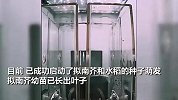 问天舱搭载的植物满月了！高杆水稻窜长30厘米 拟南芥长势喜人