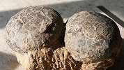 已发现20万枚恐龙蛋化石 湖北十堰立法保护恐龙地质遗迹
