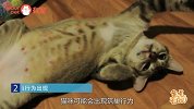 出现这些征兆说明猫咪要生了！不及时看后悔都来不及