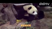 恶搞配音：悲催大熊猫