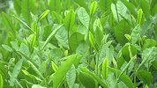 《聊解大咖》-第10集-雷成国的茶园梦