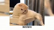 宠物知识：几种最常见的猫咪叫声