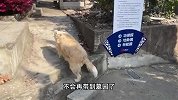 边牧偷吃贡品胖成百斤“肥猪”？曝光后遭禁足，墓园：它本来就胖