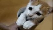搞笑-20120326-无敌小猫-爆可爱