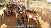 飞车大厨第五集