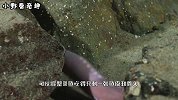 存活了五亿年的生物，连鲨鱼都不敢招惹它，专家称最恐怖的生物