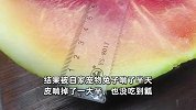 主人回家晚，兔子偷吃地上西瓜，啃了1000多口愣是没吃到瓤