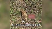 云南一公园被曝有人投毒，十几只宠物狗中毒，医院：有七八只死亡