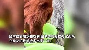 狗狗独自背着花篮在景区卖花，一天收入1000元，网友：比我赚得多
