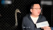 郑州鸵鸟高架奔跑？主人：因“思妻心切”，母鸵鸟首先出逃