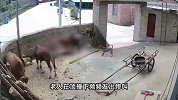 老人被自家发狂黄牛顶撞身亡，知情人：黄牛已被宰杀食用