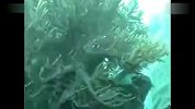 三亚蜈支洲岛的潜水