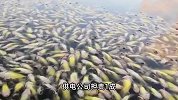 女子体验滑翔伞被挂高压线，供电公司停电救援致养殖户一池鱼死光