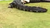 高尔夫-14年-高尔夫场上演鳄鱼生死战 相互撕咬很火爆-新闻