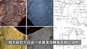 3.9亿年前“珠江源头第一鱼”首次发现，生态复原图曝光