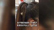 燕子呆在女子头上避雨，呆了3个小时，当事人：一查有点危险了