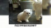 为什么养波斯猫的人，越来越少了？