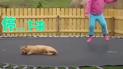 猫咪的克星绝对是熊孩子，看着被震到生无可恋的喵星人，笑喷了！